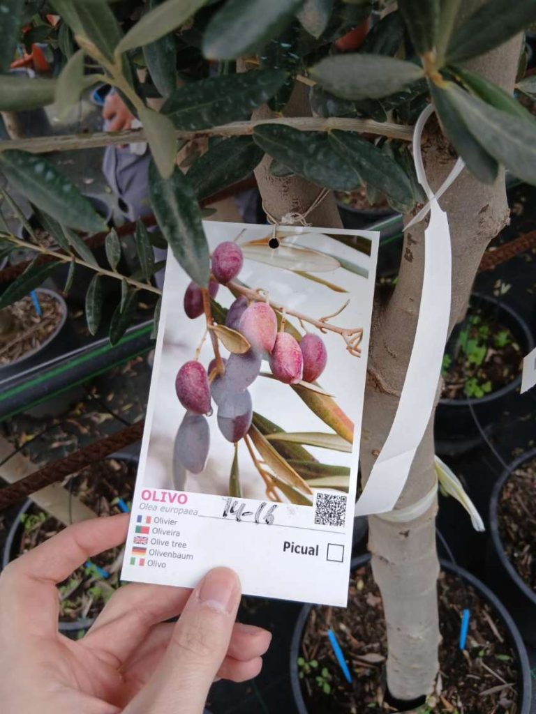 Plantón de olivo Picual en maceta en el vivero Can Juanito, Mallorca
