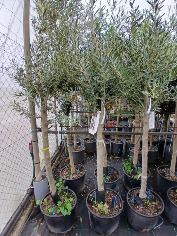 Comprar olivo Picual online Olivo (Picual) - Imagen 3