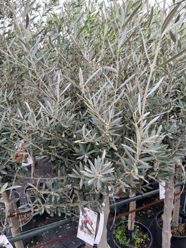 Comprar olivo Picual online Mallorca Olivo (Picual) - Imagen 2