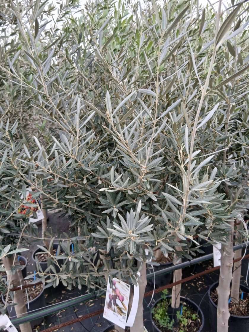 Olivo (Picual) - Imagen 2