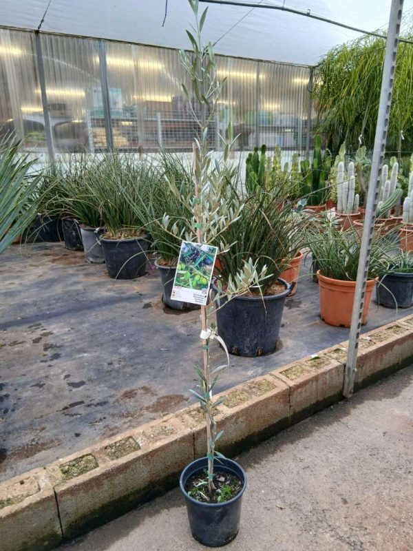 Comprar olivo cornicabra online Olivo (Cornicabra) - Imagen 3