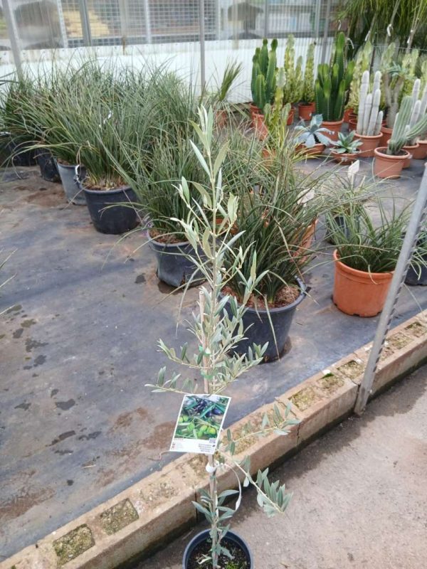 Comprar olivo cornicabra online mallorca Olivo (Cornicabra) - Imagen 2