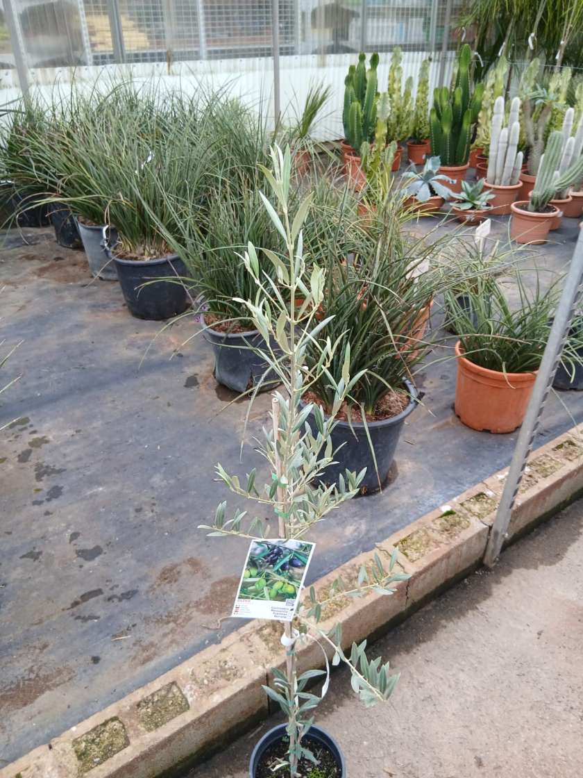 Comprar olivo cornicabra online mallorca Olivo (Cornicabra) - Imagen 2