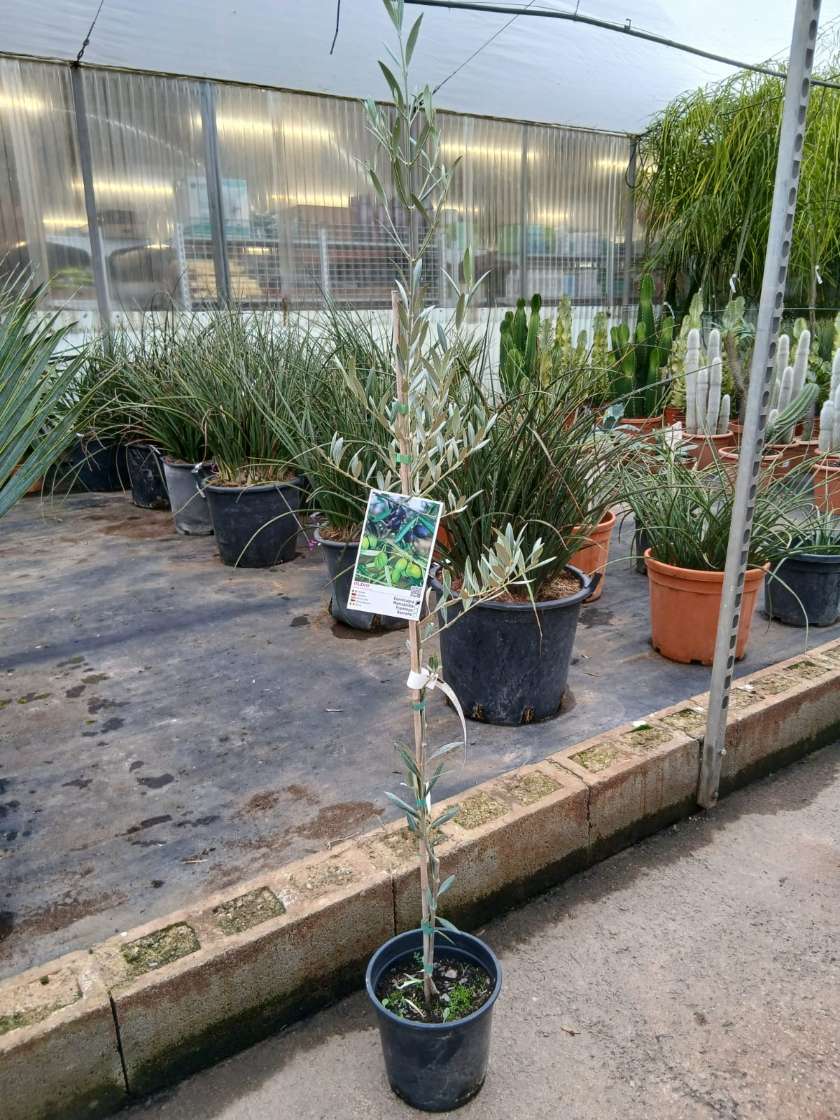 Comprar olivo cornicabra online Olivo (Cornicabra) - Imagen 3