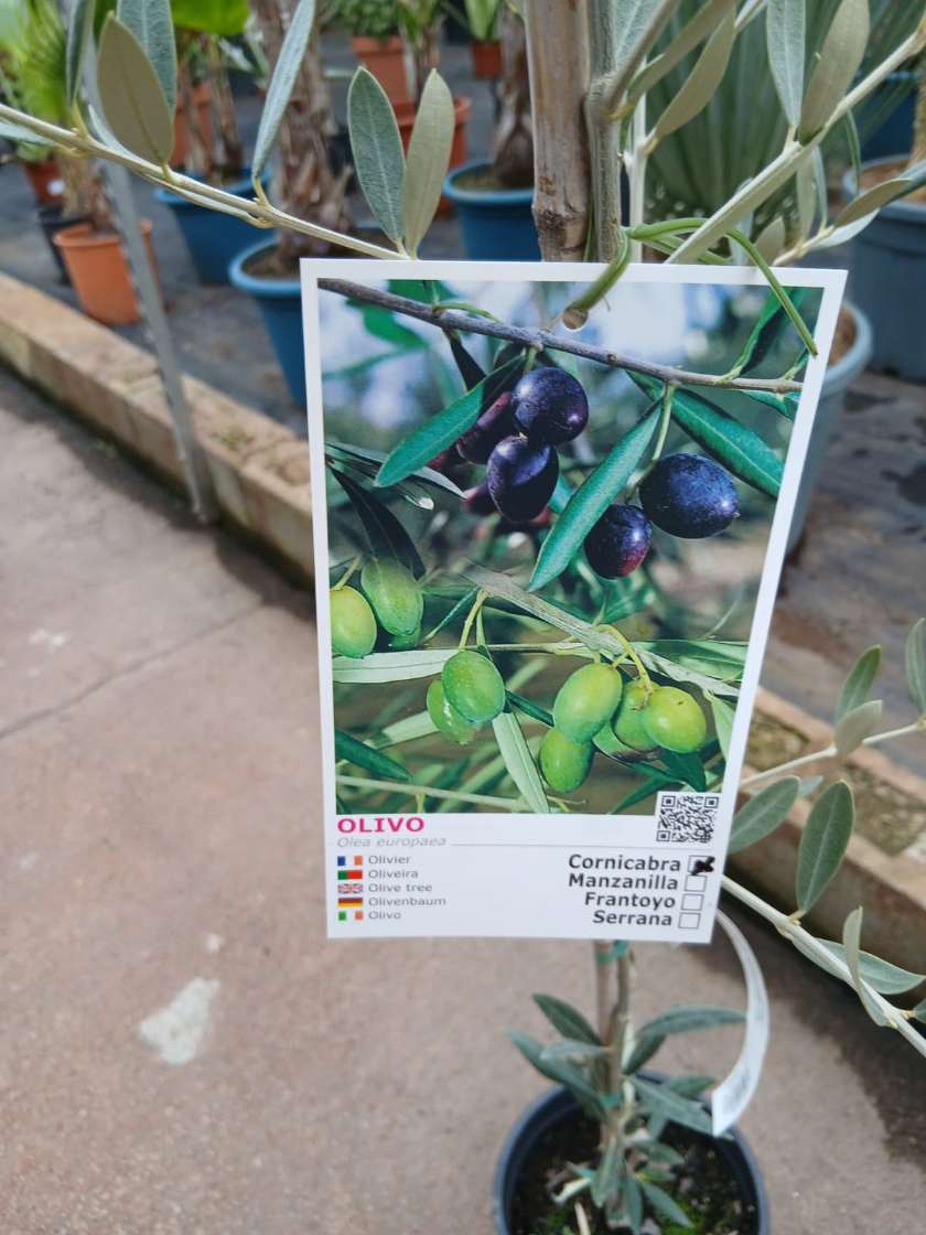 Comprar olivo cornicabra Olivo (Cornicabra)