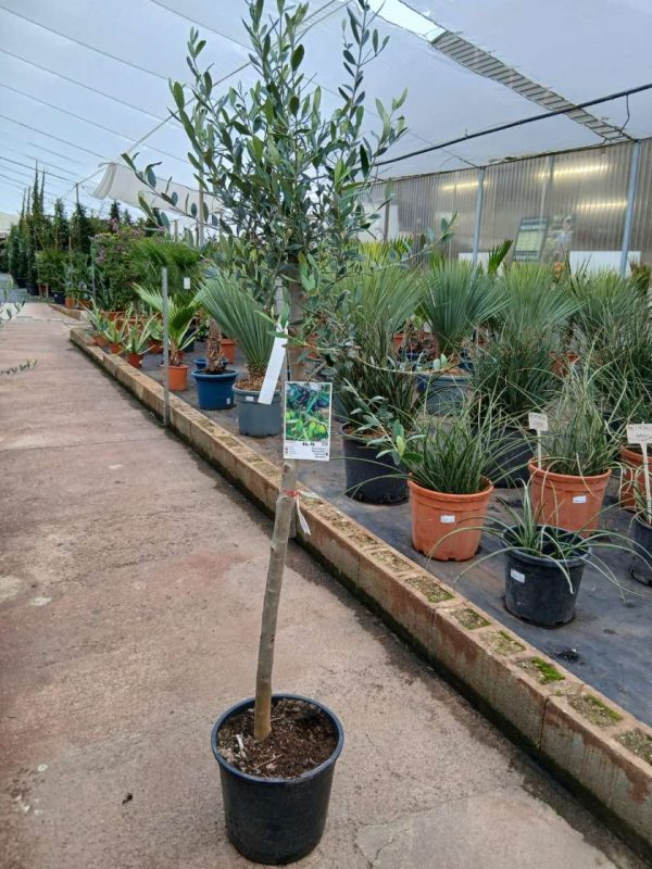 Comprar olivo frantoyo online Olivo (Frantoio) - Imagen 3