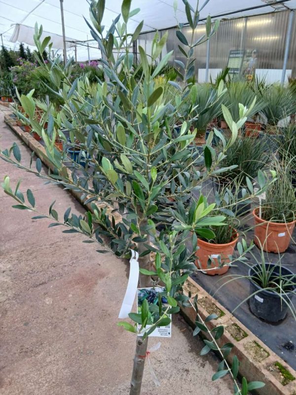 Comprar olivo frantoyo online mallorca Olivo (Frantoio) - Imagen 2