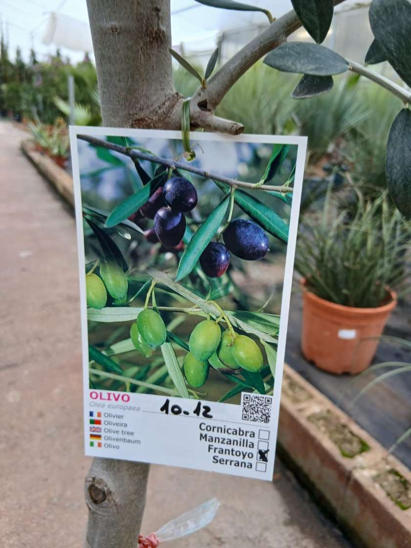 Comprar olivo frantoyo Olivo (Frantoio)