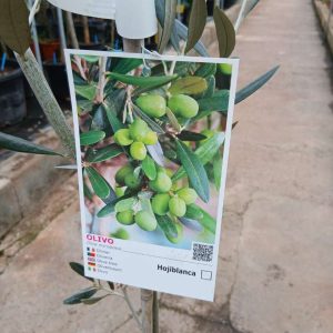 Olivo (Hojiblanca)