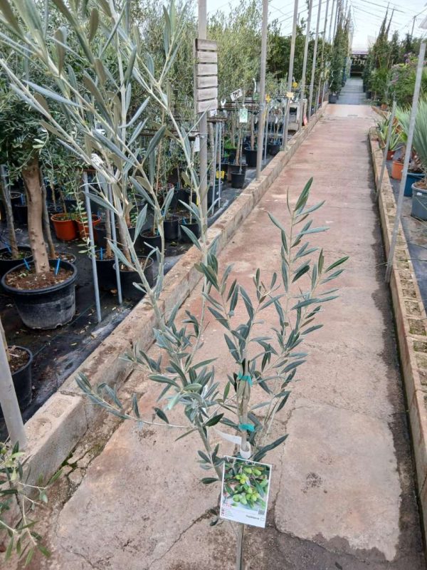 Comprar olivo hojiblanca online Olivo (Hojiblanca) - Imagen 3