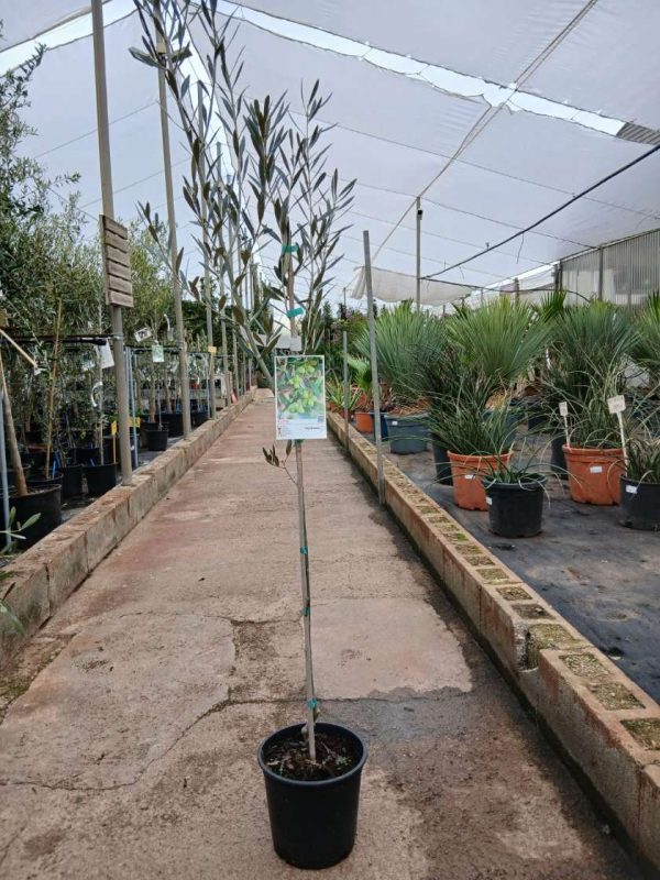 Comprar olivo hojiblanca online mallorca Olivo (Hojiblanca) - Imagen 2