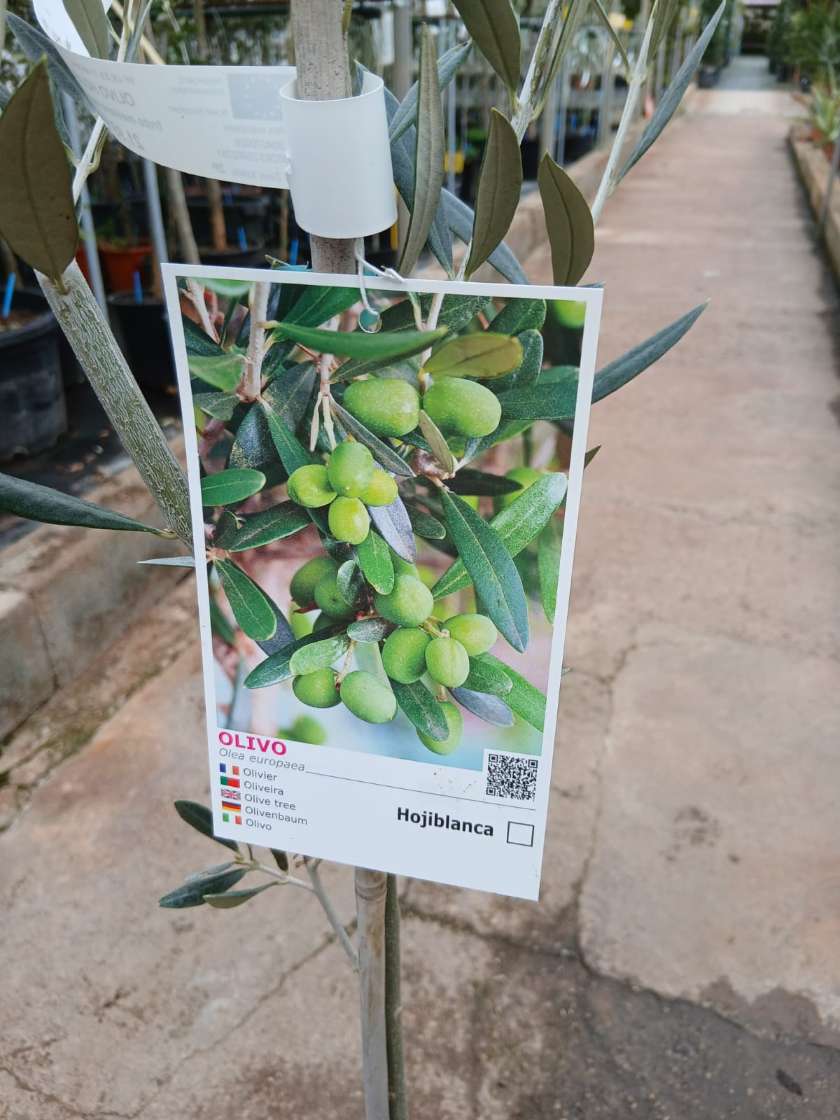 Comprar olivo hojiblanca Olivo (Hojiblanca)