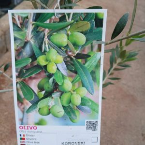 Olivo (Koroneiki)