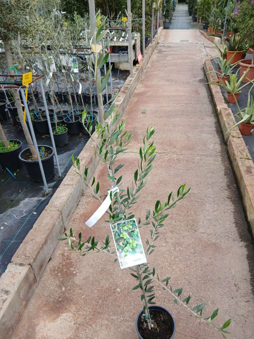 Olivo (Koroneiki) - Imagen 2