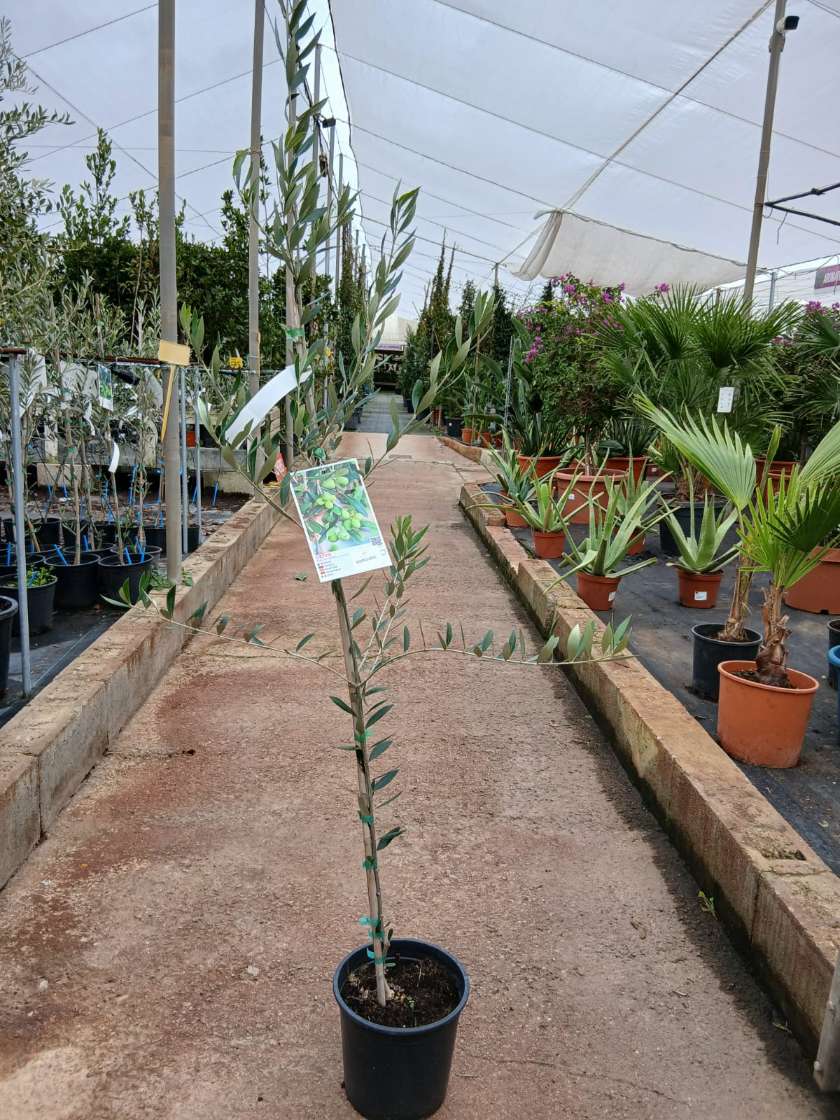 Olivo (Koroneiki) - Imagen 3