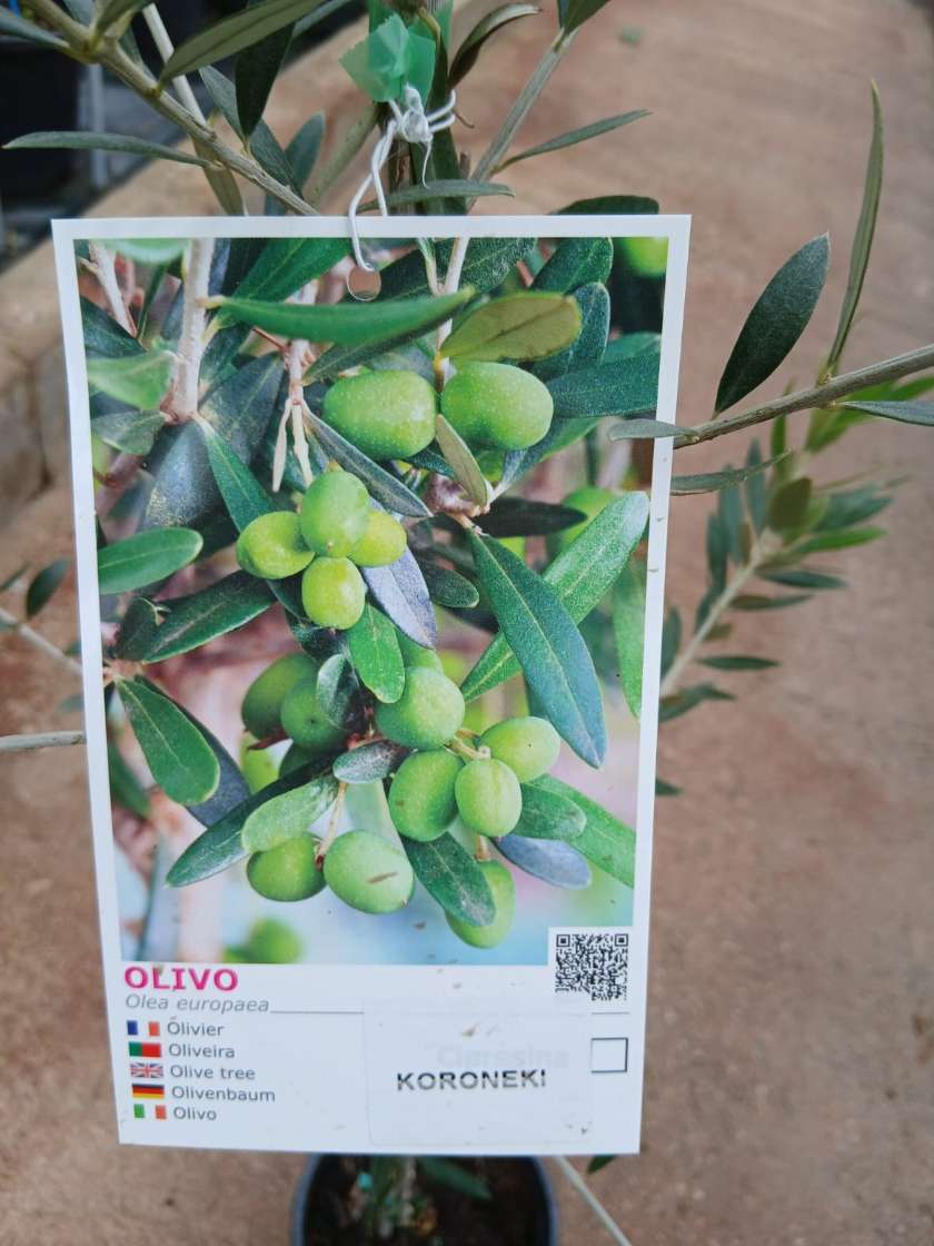 Comprar olivo koroneki Olivo (Koroneiki)