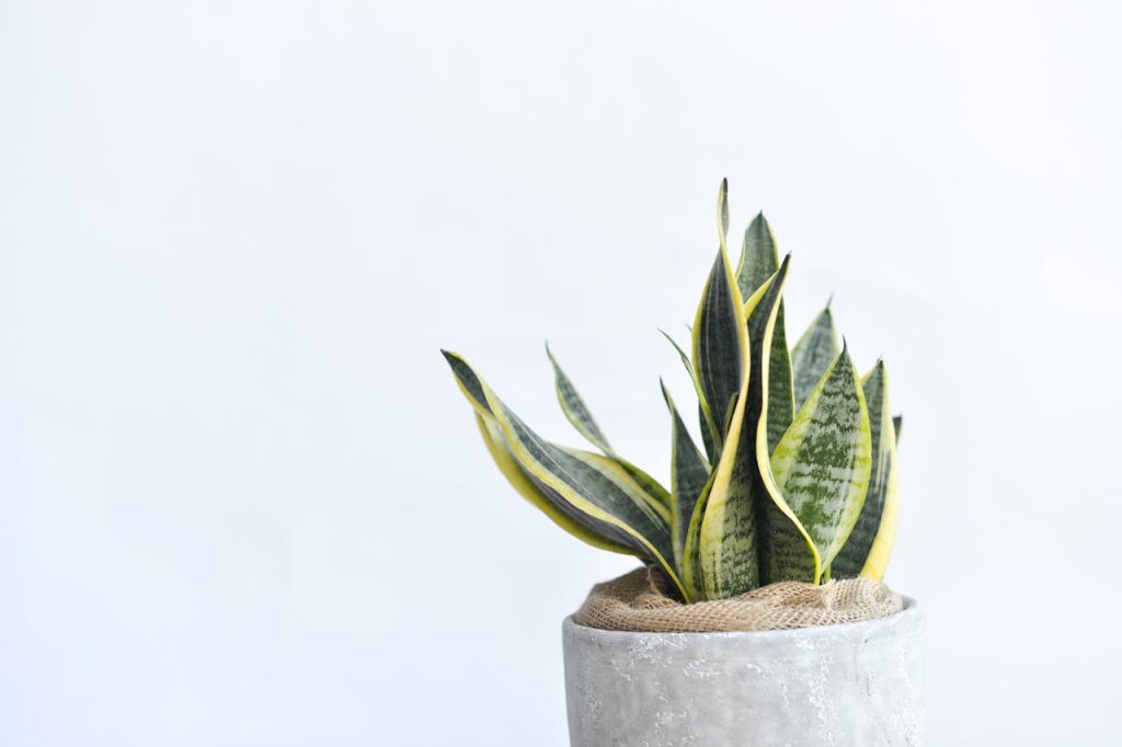 ¿La lengua de suegra es de interior o exterior? Ubicación ideal para la sansevieria