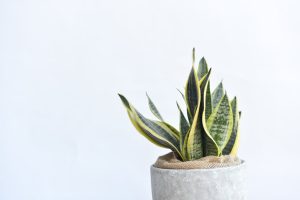 ¿La lengua de suegra es de interior o exterior? Ubicación ideal para la sansevieria
