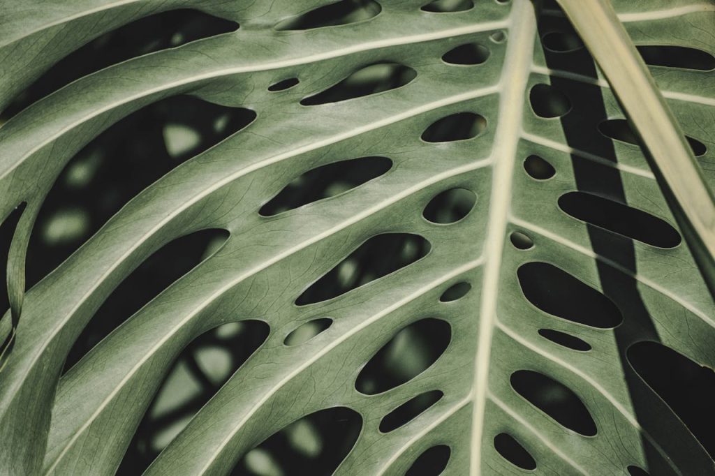 Monstera adansonii Monstera adansonii