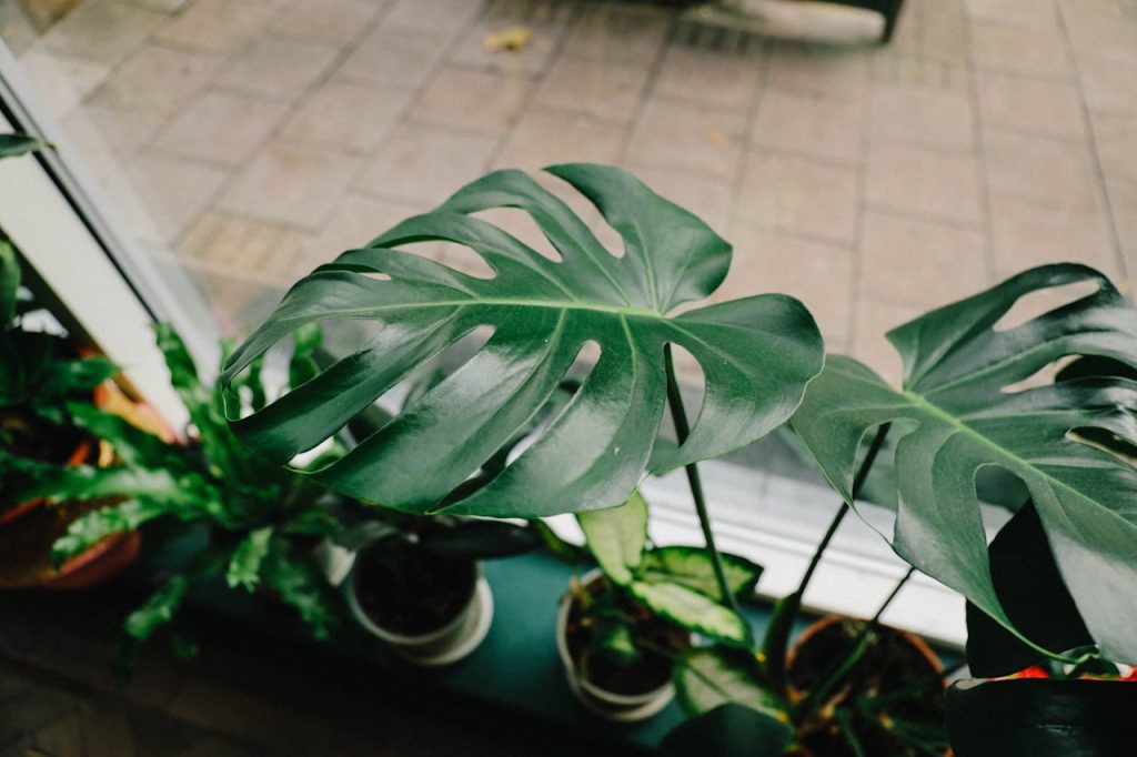 Tipos de monstera: ¿Cómo elegir la mejor variedad para tu hogar?