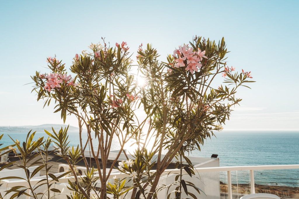 cuanto crece una adelfa en un ano 1 ¿Cuánto crece una adelfa en un año?