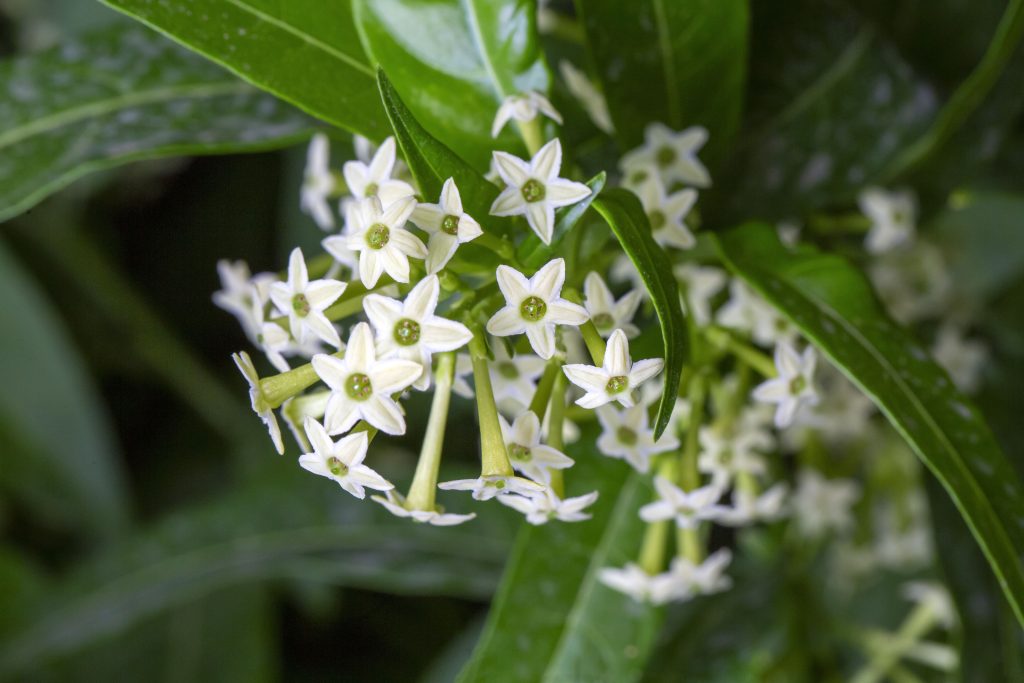 diferencia entre dama de noche y galan de noche 2 ¿Hay alguna diferencia entre dama de noche y galán de noche?