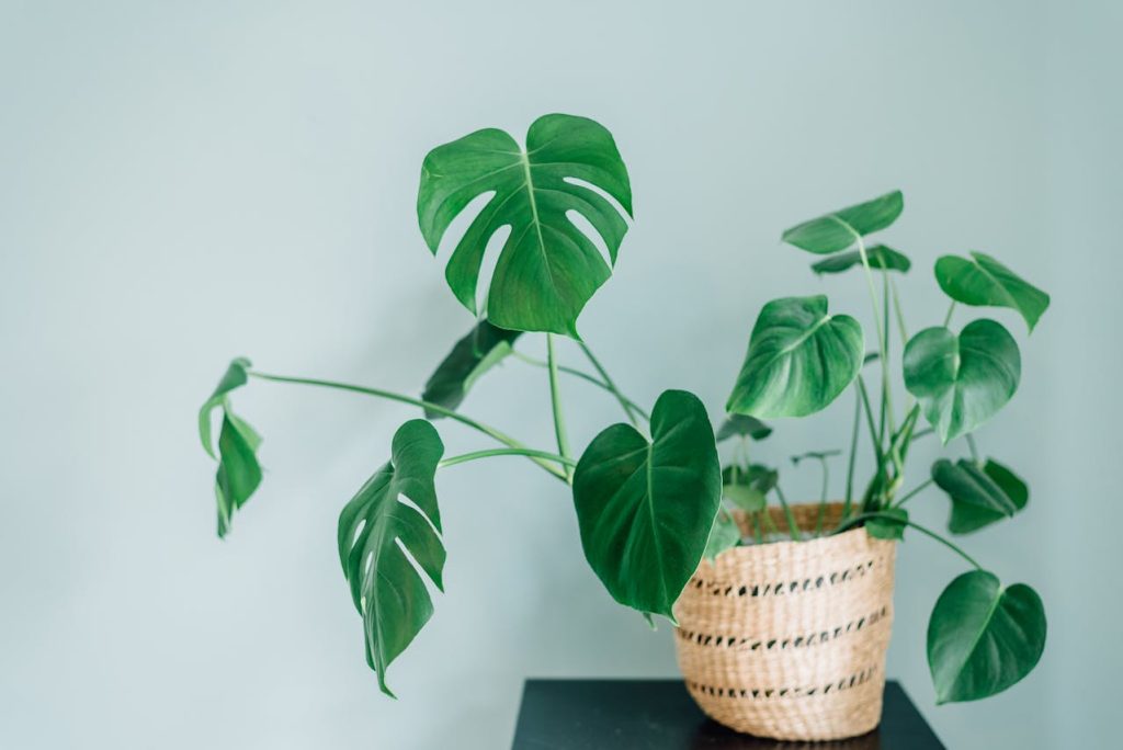 monstera minima monstera minima