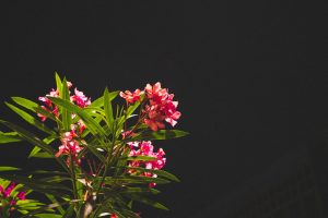 ¿Cuánto crece una adelfa en un año?