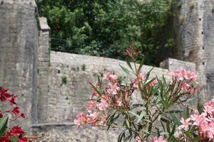 ¿Cómo y cuándo podar las adelfas? Guía con pasos esenciales