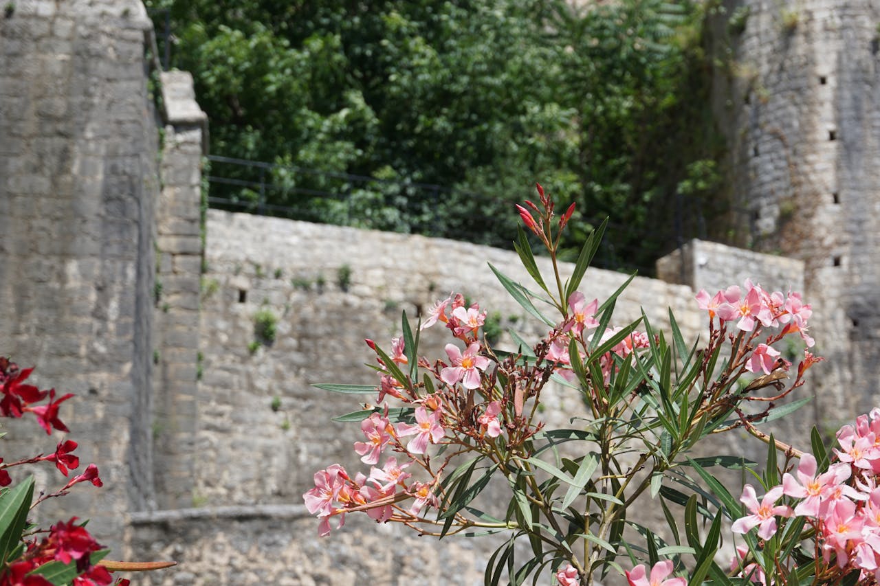 podar la adelfa ¿Cómo y cuándo podar las adelfas? Guía con pasos esenciales