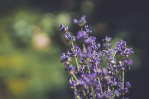 Problemas de la lavanda: plagas y enfermedades comunes en esta planta aromática