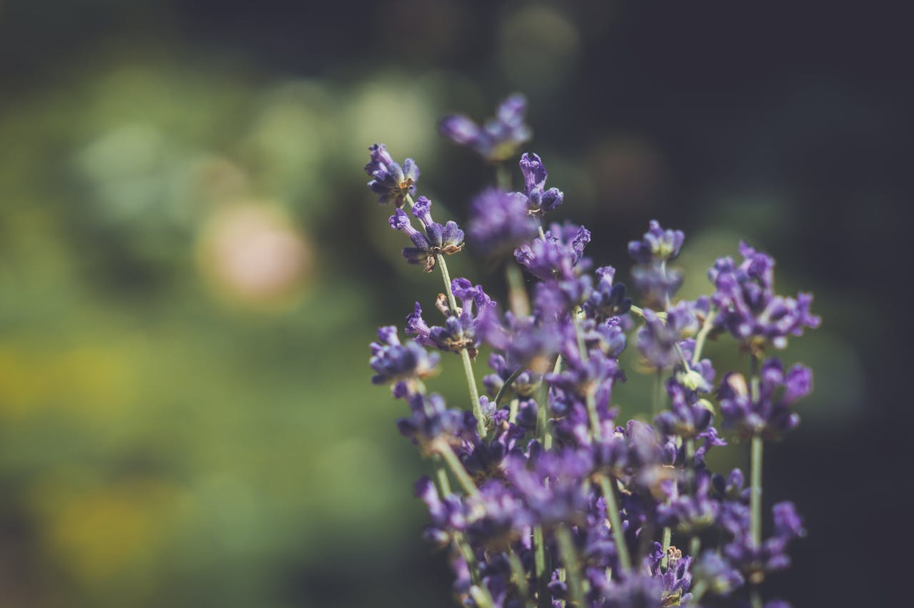 problemas de la lavanda Problemas de la lavanda: plagas y enfermedades comunes en esta planta aromática