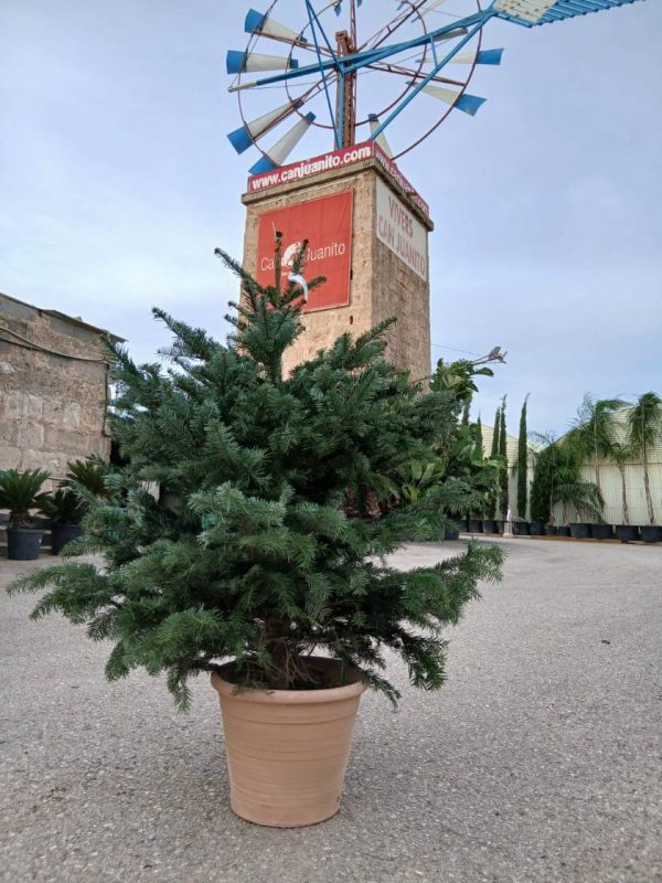 Comprar abeto de navidad Abies Nordmanniana (Abeto de Navidad) - Imagen 3