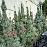 Abies Nordmanniana (Abeto de Navidad)