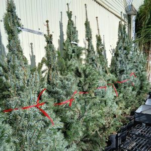 Abies Nordmanniana (Abeto de Navidad)