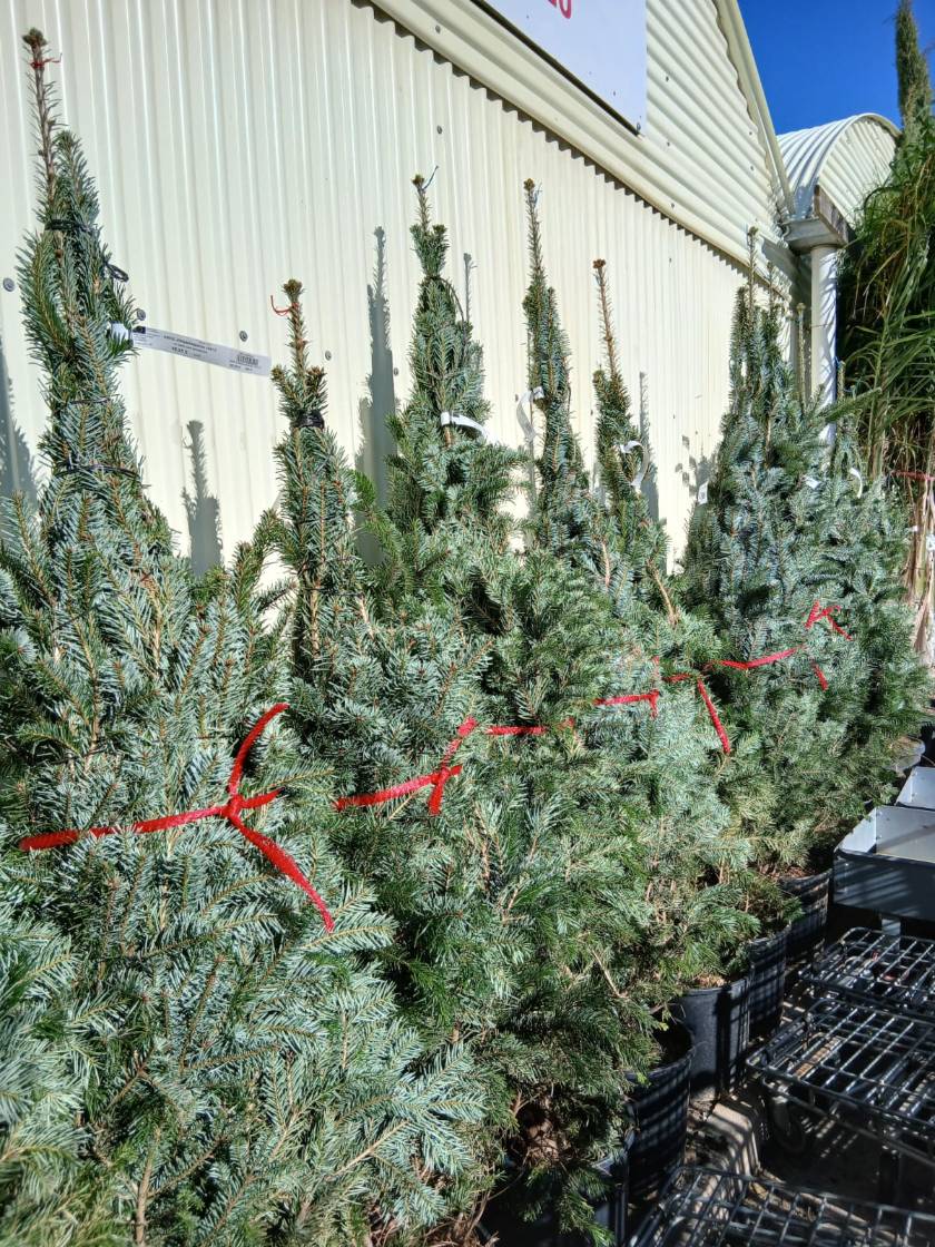 Comprar abeto de navidad mallorca Abies Nordmanniana (Abeto de Navidad)