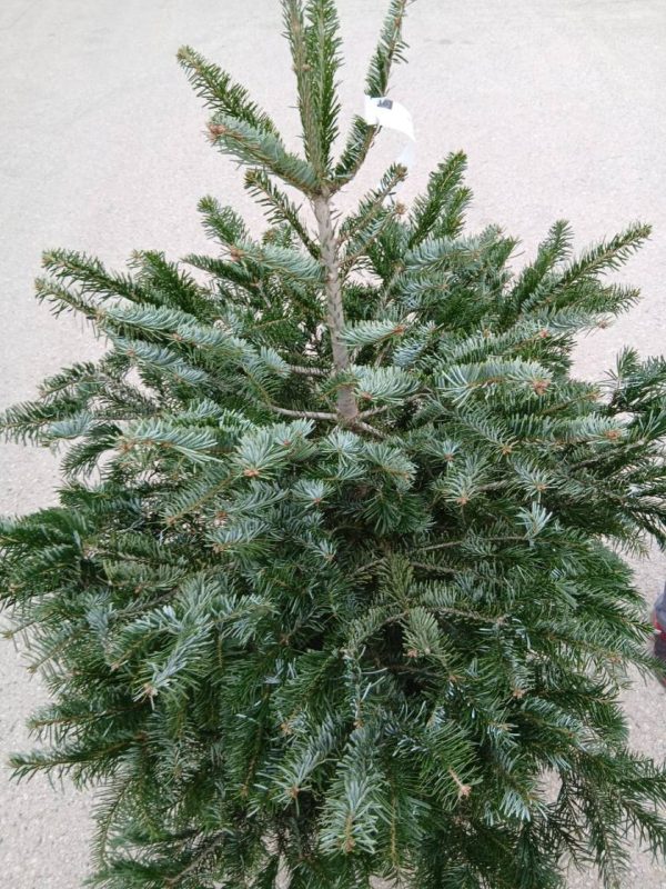 Comprar abeto de navidad online Abies Nordmanniana (Abeto de Navidad) - Imagen 2