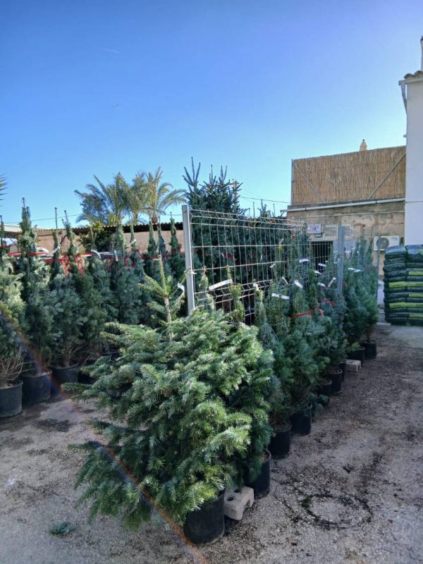 Comprar abetos de navidad Abies Nordmanniana (Abeto de Navidad) - Imagen 4