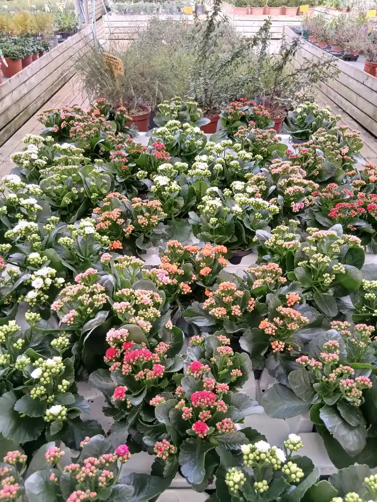 Comprar kalanchoe a domicilio webp Kalanchoe - Imagen 2
