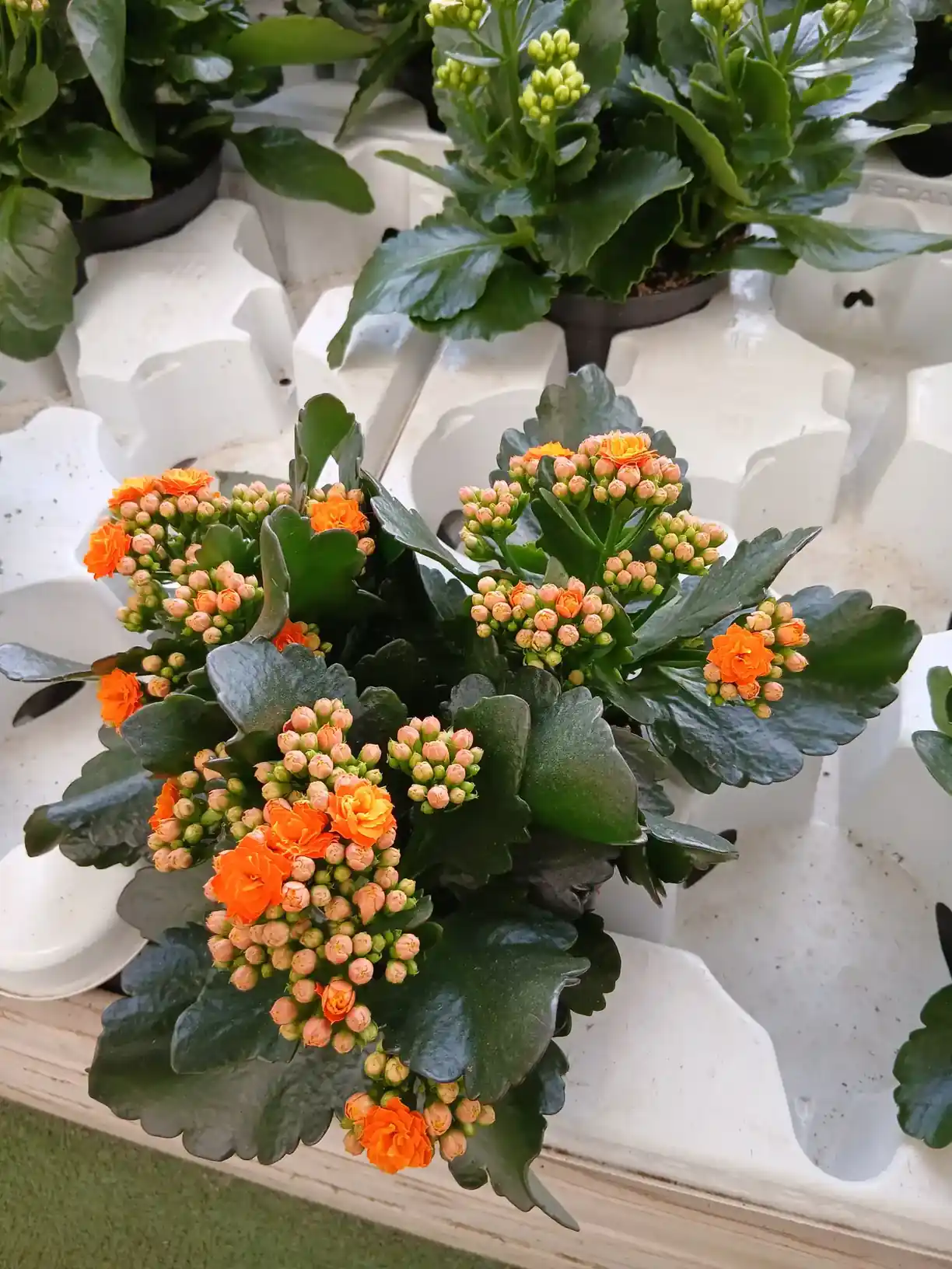 Comprar kalanchoe barato webp Kalanchoe - Imagen 4