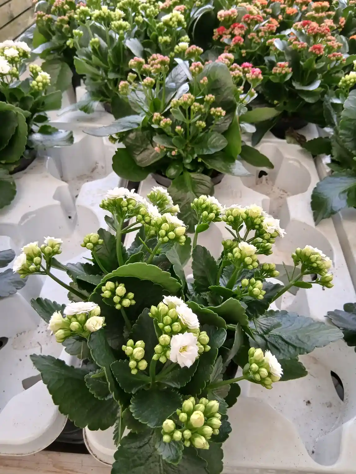 Comprar kalanchoe online webp Kalanchoe - Imagen 3