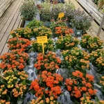 Kalanchoe