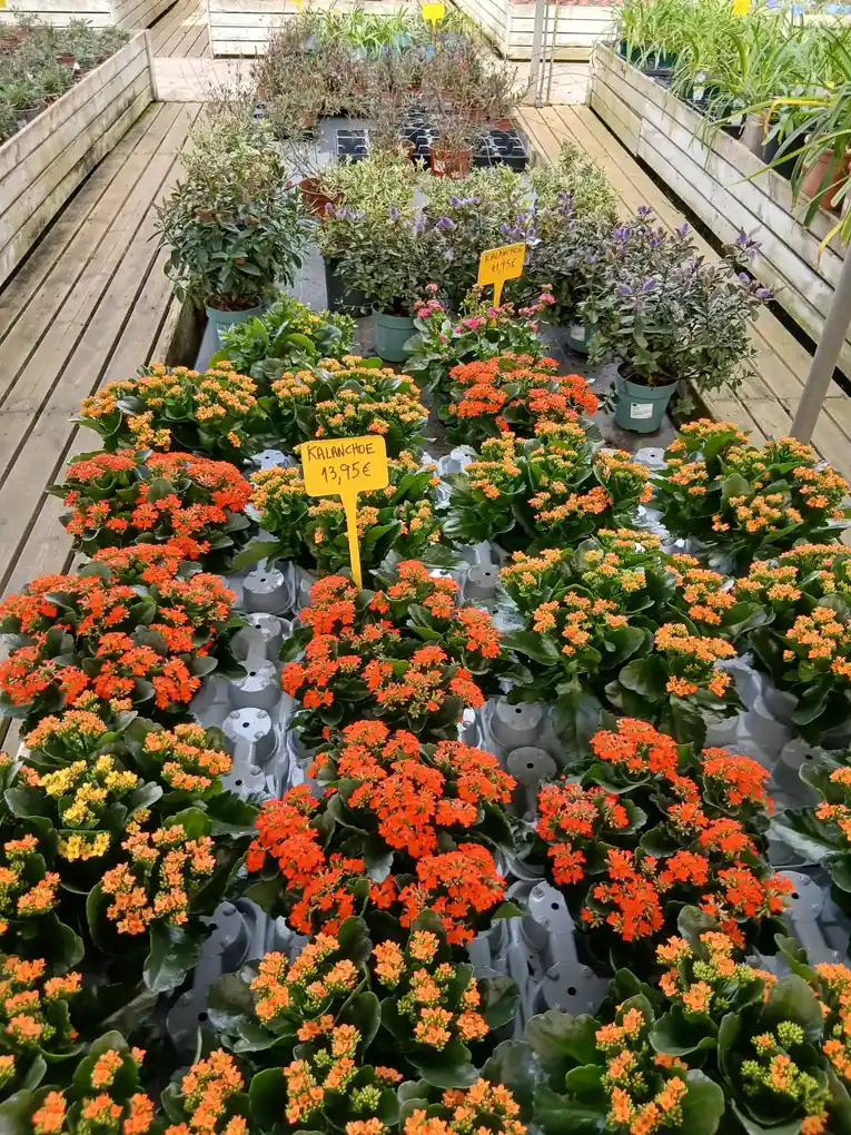 Comprar kalanchoe webp Kalanchoe