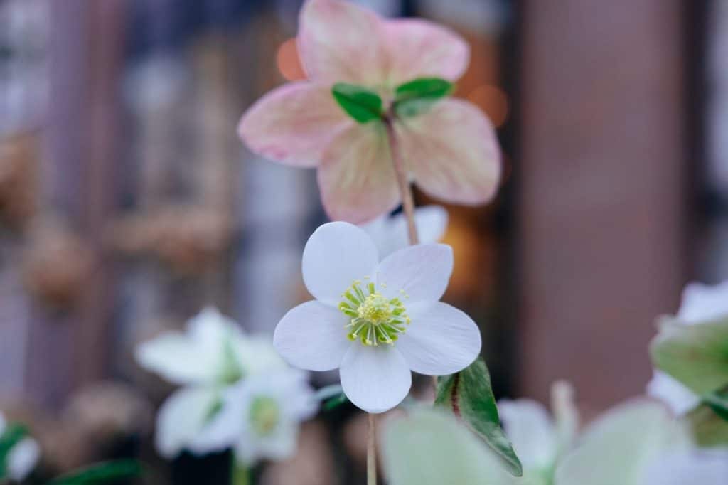 Principales cuidados de la rosa de Navidad (Helleborus Niger)