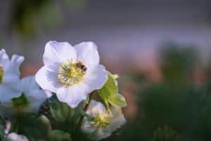 Principales cuidados de la rosa de Navidad (Helleborus Niger)