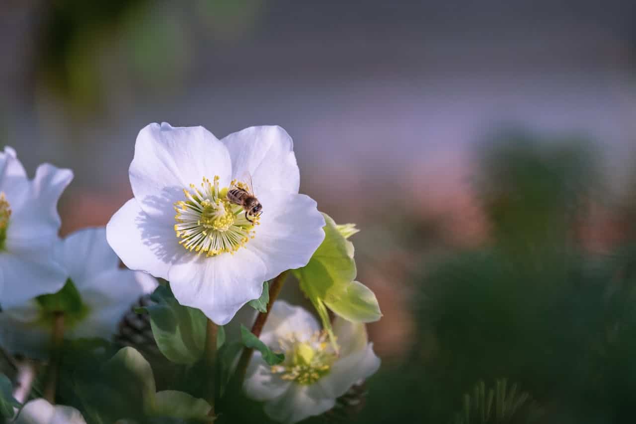 Principales cuidados de la rosa de Navidad (Helleborus Niger)