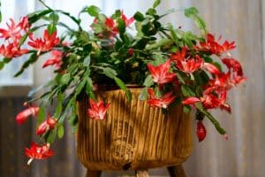 Cuidados del cactus de Navidad o Schlumbergera para una floración óptima