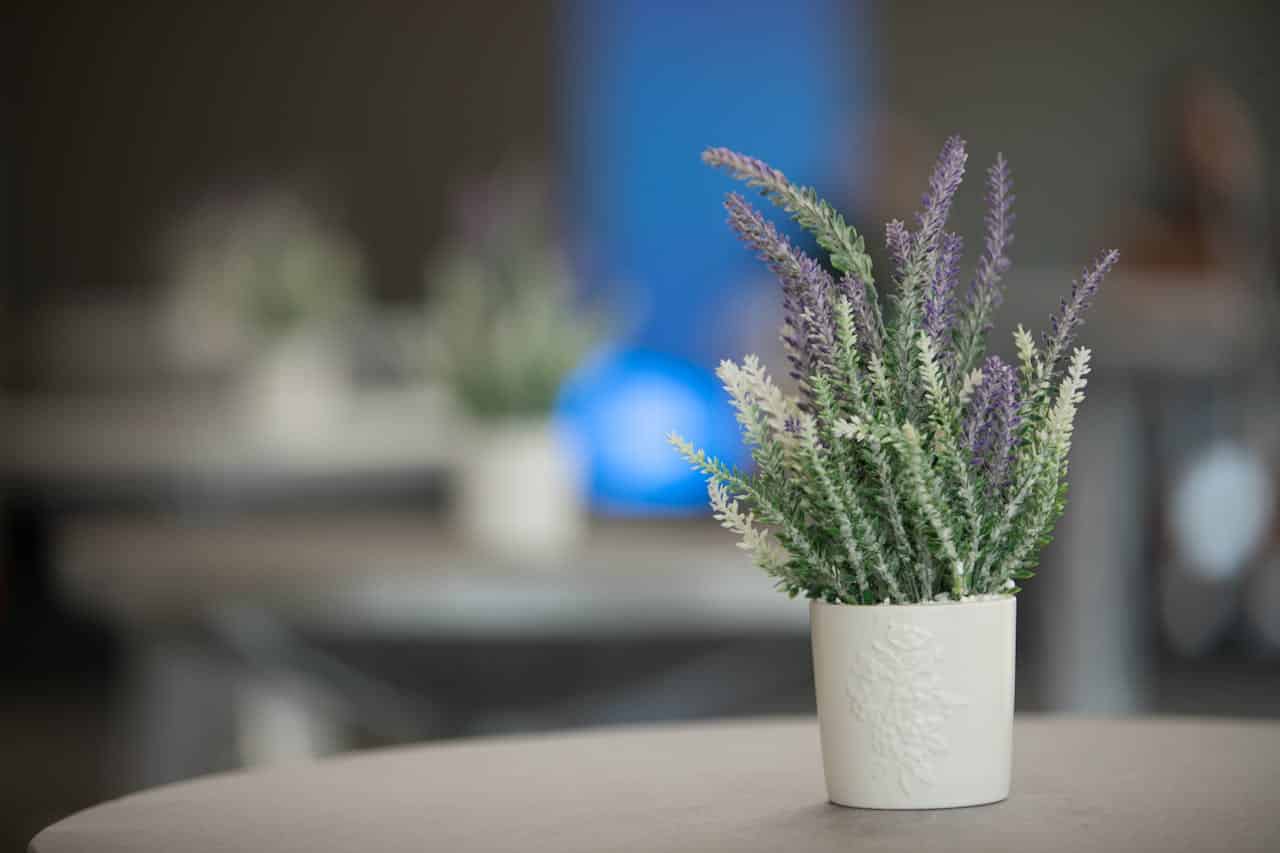 ¿Se puede tener una planta de lavanda en interior?