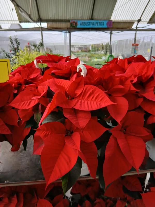 Comprar Poinsettia En Maceta Flor De Pascua Para Interior Comprar Poinsettia En Maceta Flor De Pascua Para Interior