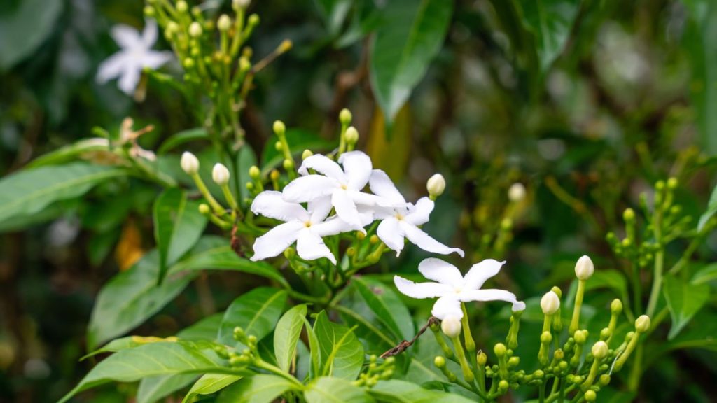 cuando florece el galan de noche 1 ¿Cuándo florece el galán de noche? Tips para fomentar su floración